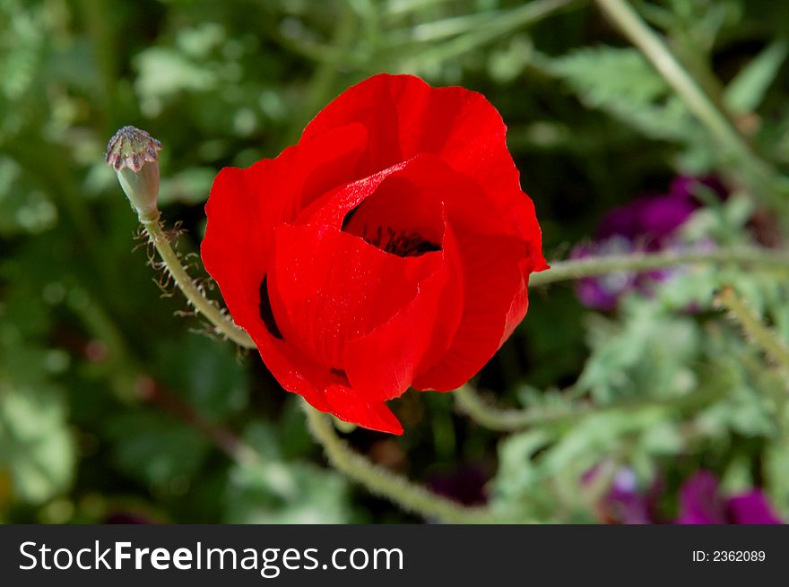 The red poppy in botany garden and boll