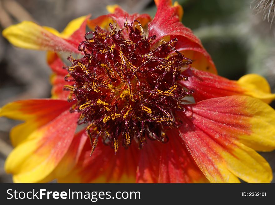 The Red Yellow Aster