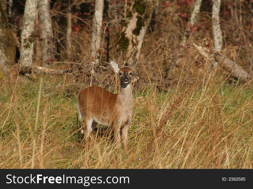 Fawn In The Meadow Grass