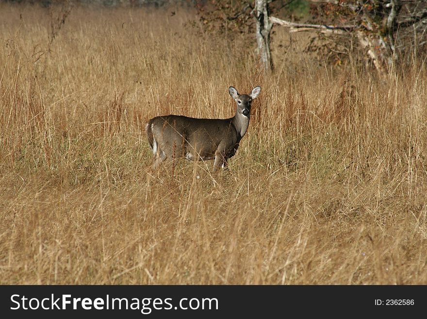 Doe In The Meadow Grass