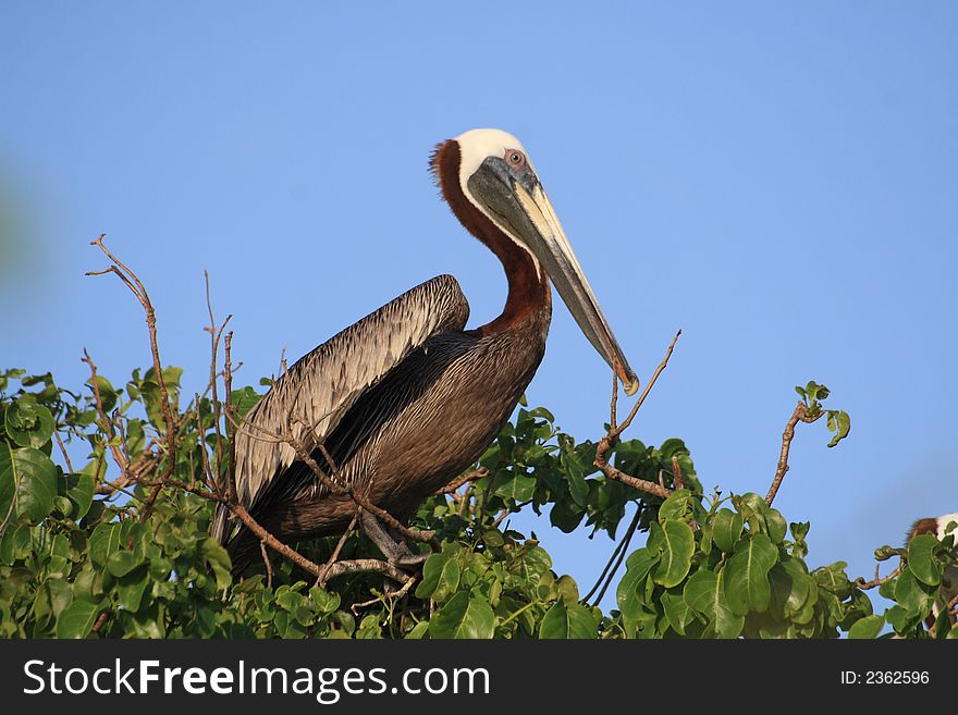 Pelican Perching on top of Loblolly tree in Antigua. Pelican Perching on top of Loblolly tree in Antigua.