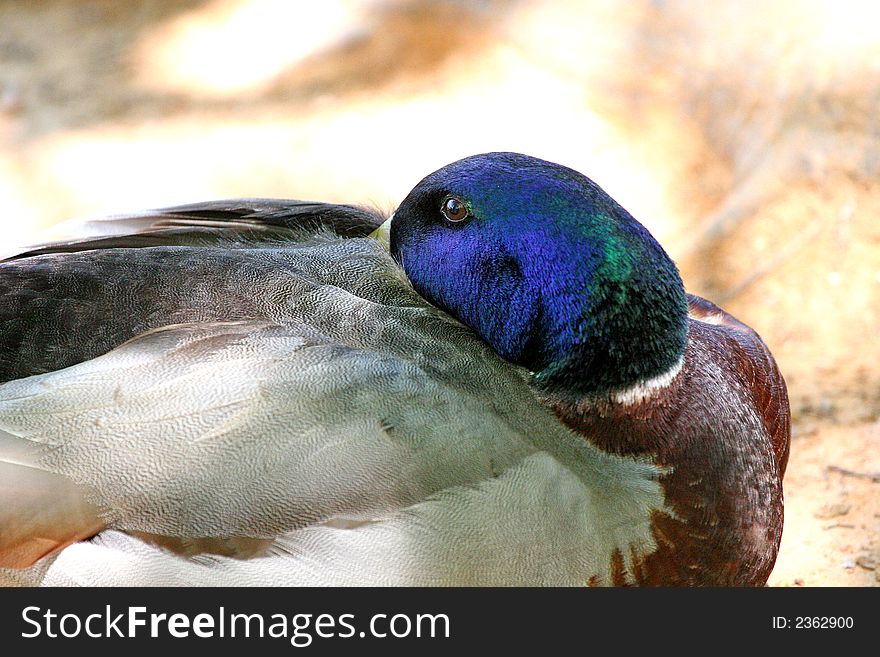 Bright blue head of a mallard duck in resting position