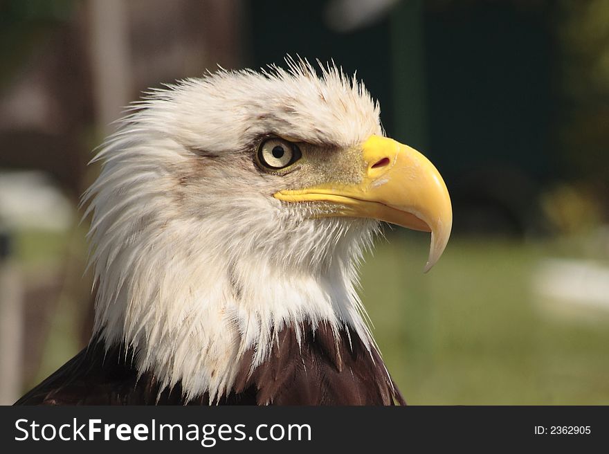 Eagle looking for eat very quiet