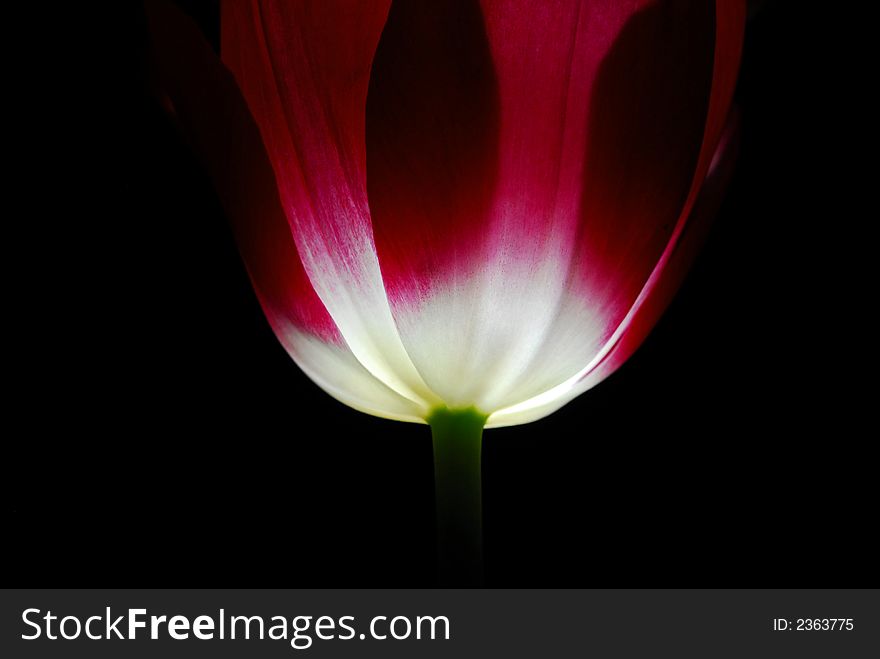 Red and white tulip against black background