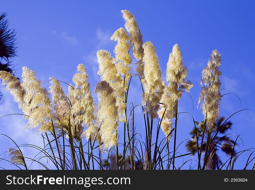 Pampas Grass blowing in the wind against blue sky at sunset. Pampas Grass blowing in the wind against blue sky at sunset