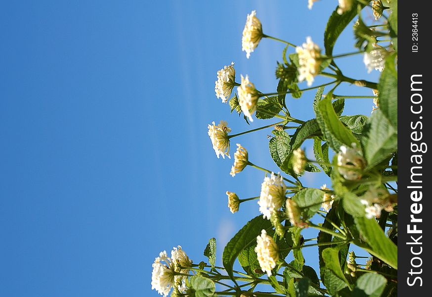 Lantana flowers against blue sky