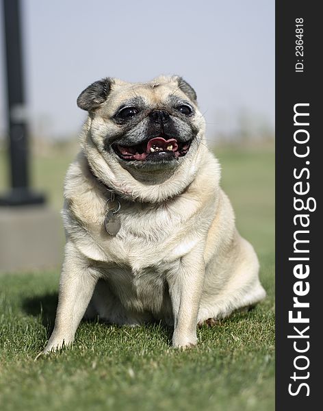 Happy Smiling Pug Fawn Color. Happy Smiling Pug Fawn Color