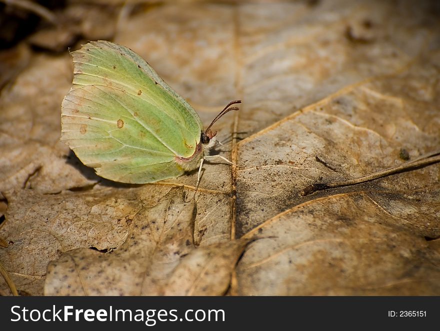 Small yellow butterfly on leaf