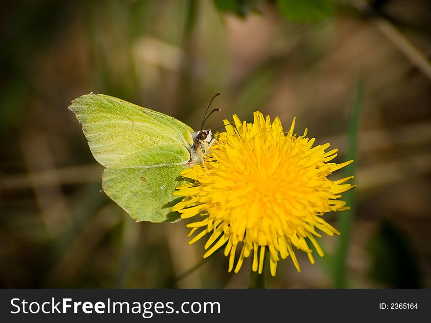 Small yellow butterfly on dandelion flower