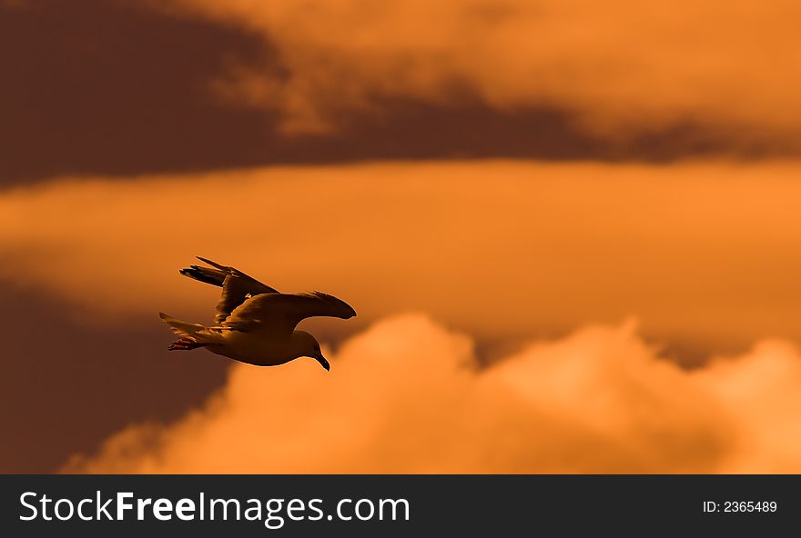 Flying seagull at dawn, with orange clouds