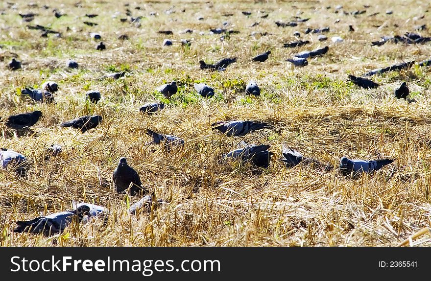 Recently have cut grain. Pigeons too reap a crop. Recently have cut grain. Pigeons too reap a crop