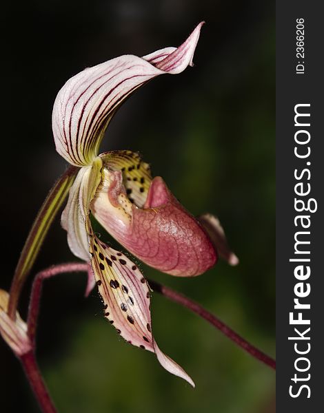 Paphiopedilum Orchid