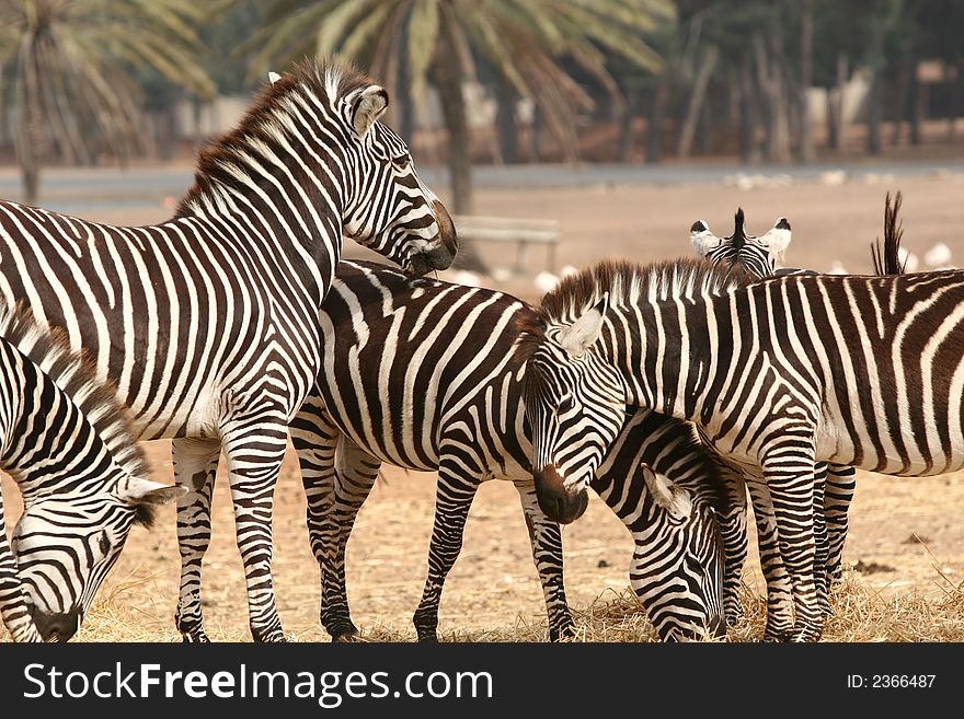 A pack of zebras in the wild