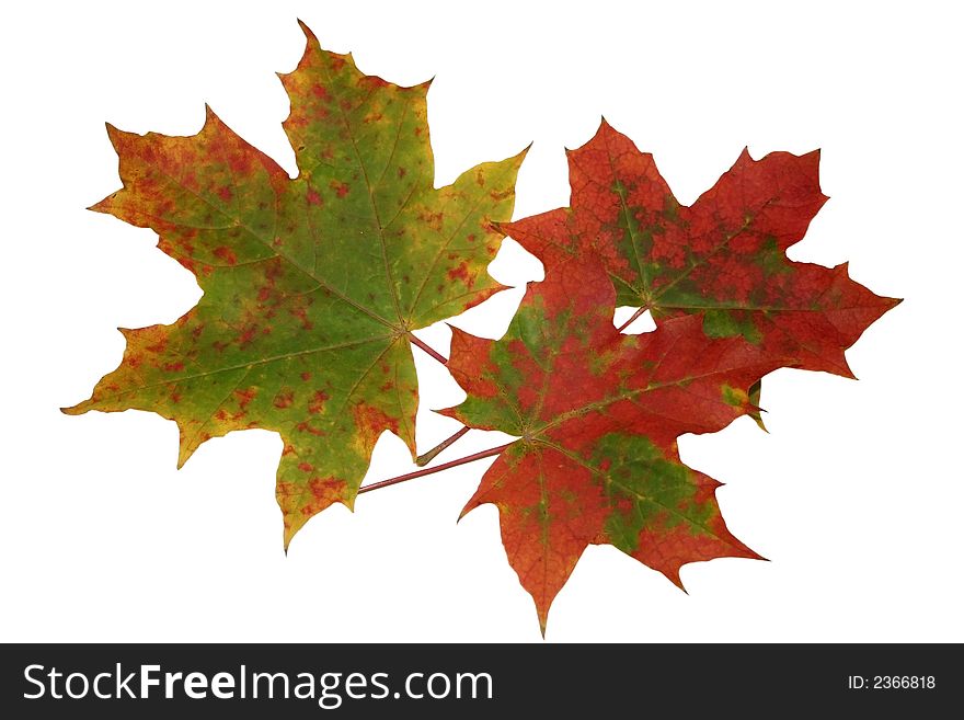 Multi-coloured maple leaves on a white background