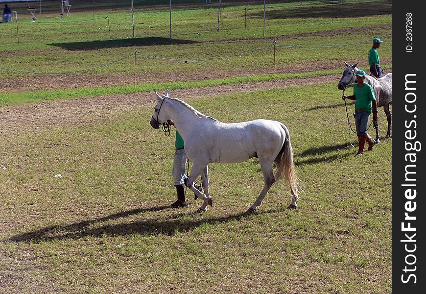 Horse training