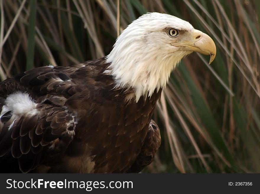 American Bald Eagle