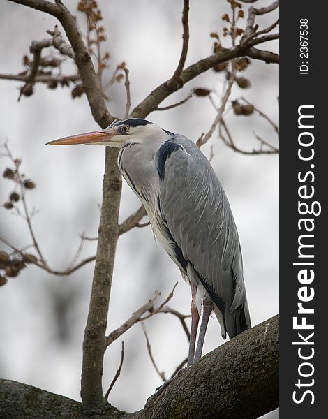 A grey heron on a tree, looking to the left. Grey sky as background.