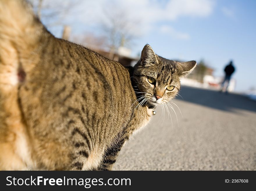 Cute cat on the street, looking back to you. Cute cat on the street, looking back to you.