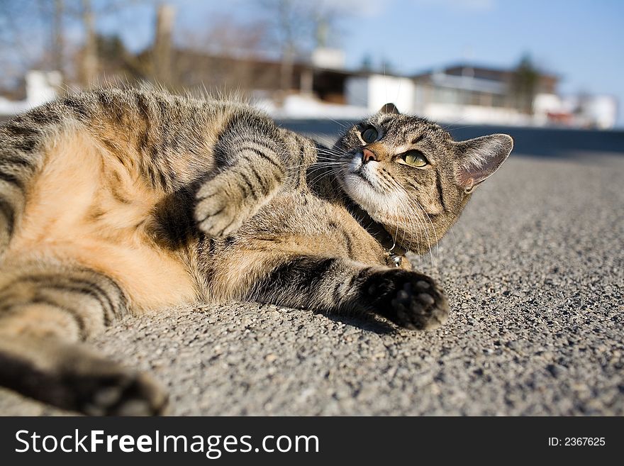 A cute striped cat lies on the street. Close-up. A cute striped cat lies on the street. Close-up.