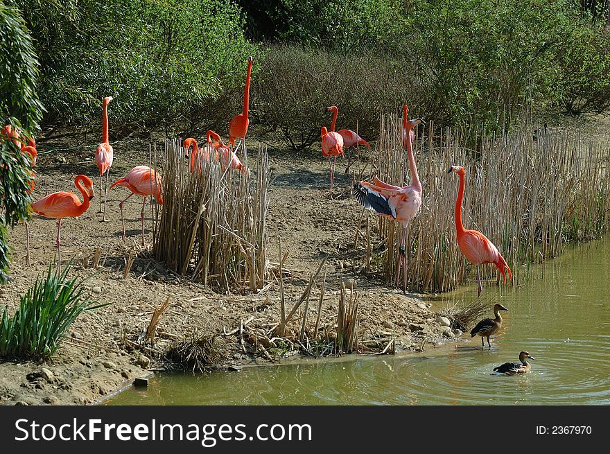 Pink flamingos  with some ducks close to a pond.