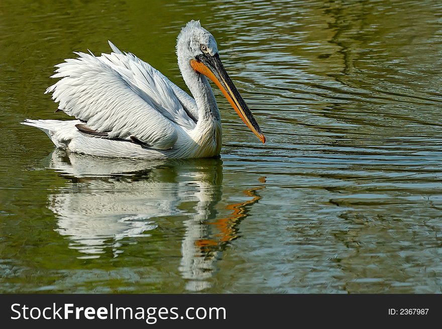 Reflection with a white pelican on a pond. Reflection with a white pelican on a pond
