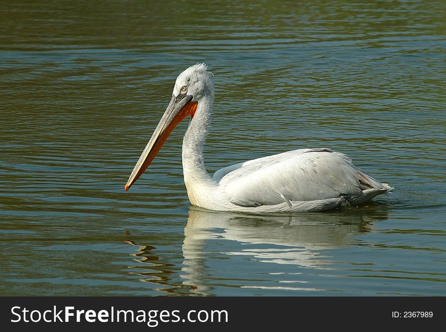 White pelican on a pond