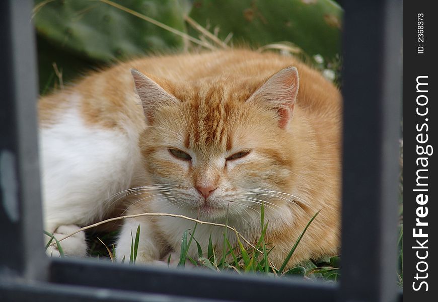 Orange sleeping cat in a nature contest