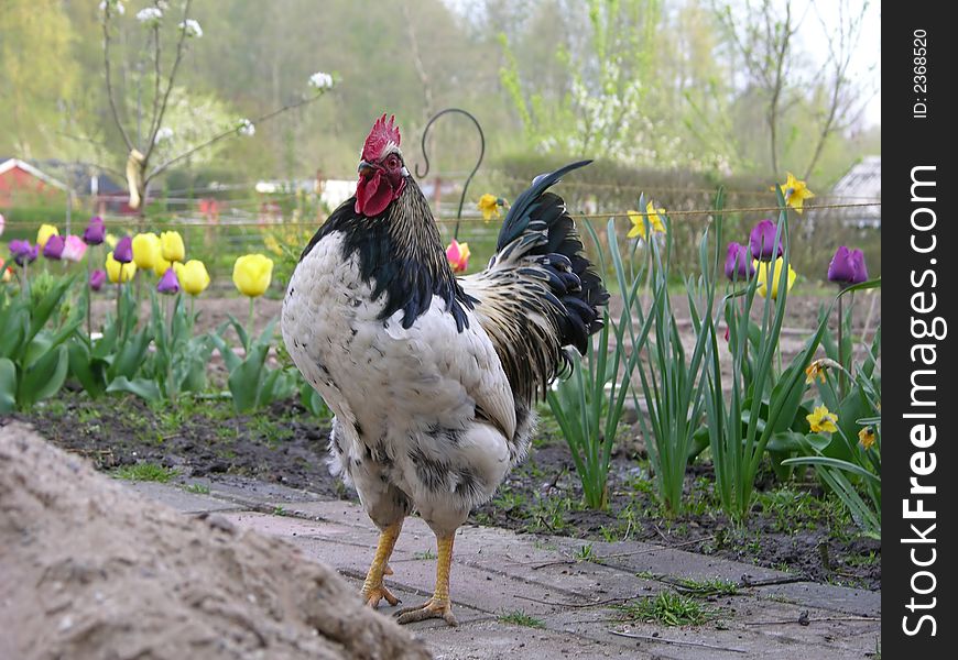 Black and white rooster with natural background