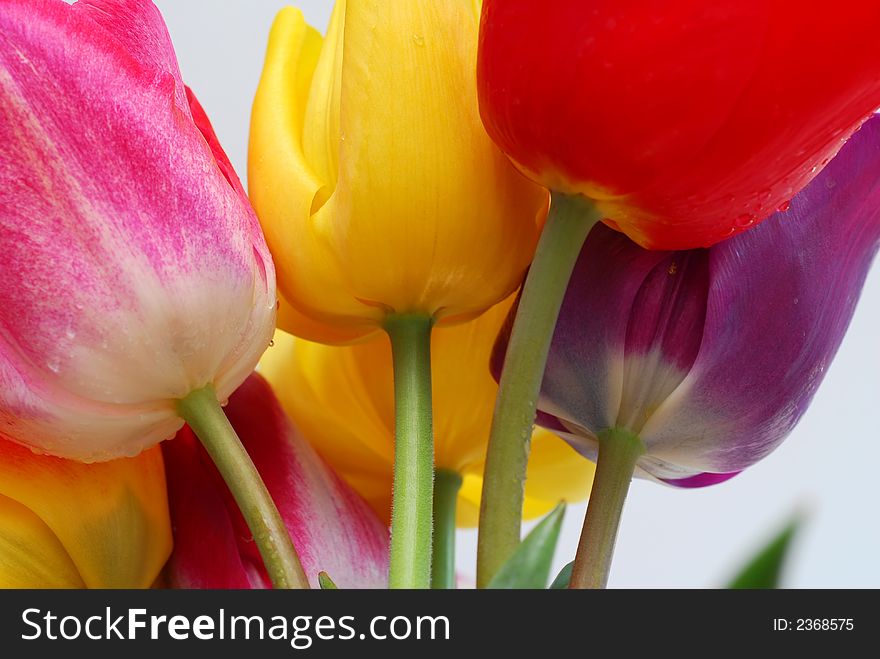 Color tulips against white background. Color tulips against white background