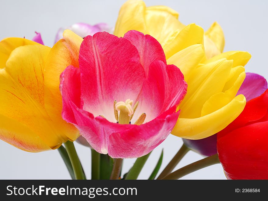 Fresh yellow and red tulips