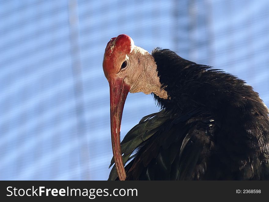 Waldrapp Bald Ibis Ugly Bird