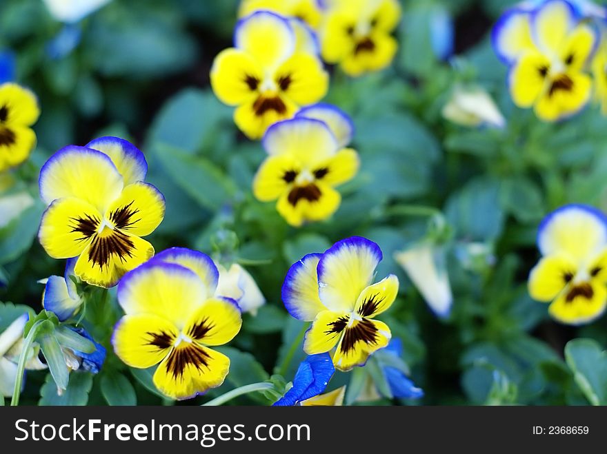 Yellow flowers with blue edges in a garden