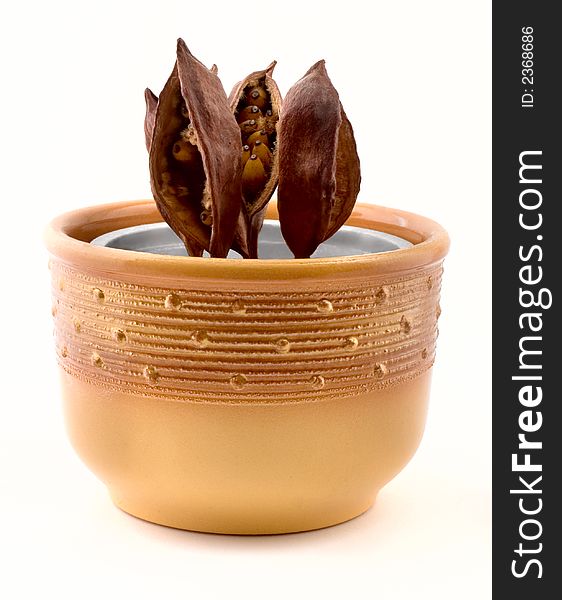 Gold pot with tropical plant. isolated