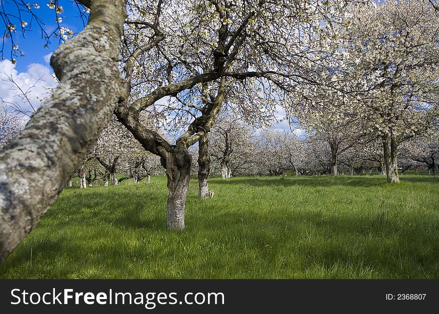 Apple cherry tree garden in white flower in spring. Apple cherry tree garden in white flower in spring