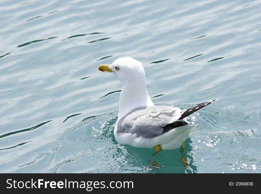 Stock photo of a seagull