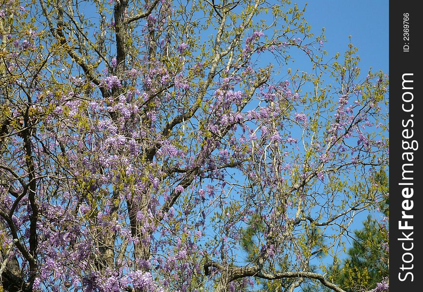 Tree with wysteria vines climbing