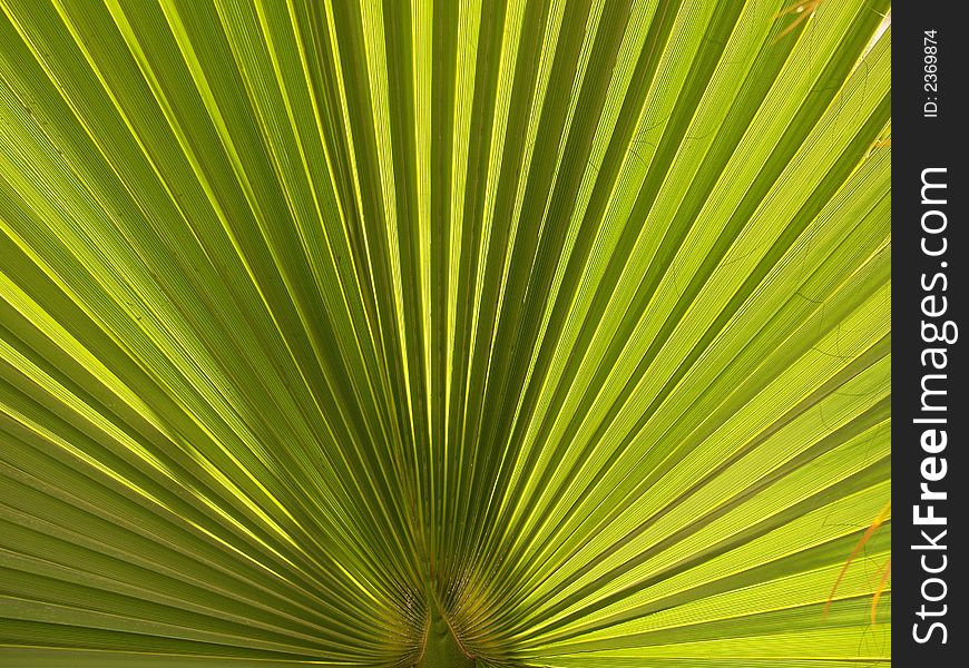 Close up photo of a palm leaf. Close up photo of a palm leaf