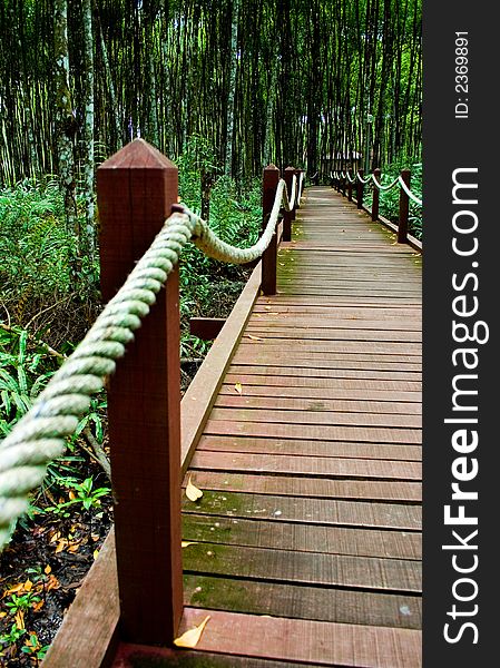 The Mangrove Forest in Asia