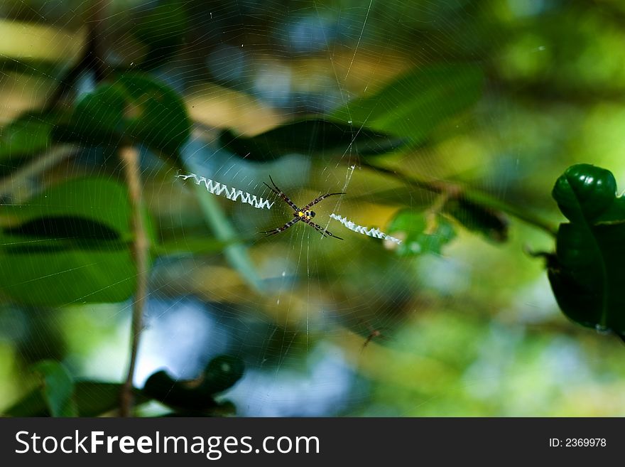 A tropical spider on its' web which resembles of WWW
