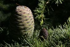Pine Cone Stock Photography Pine Cone Stock Photography