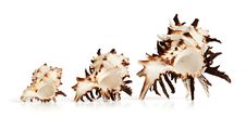 Murex Shell Trio Stock Photos Murex Shell Trio Stock Photos