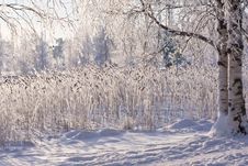 Winter Lake With Frozen Reed Royalty Free Stock Images Winter Lake With Frozen Reed Royalty Free Stock Images