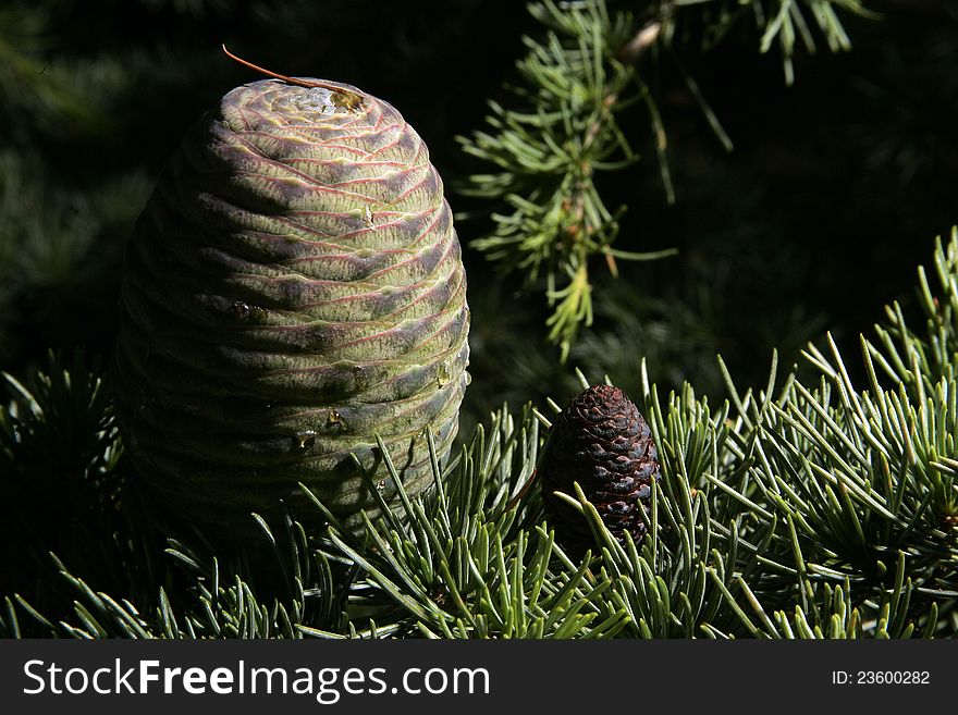 Big and small pine cone in one forest ,travel Europe.