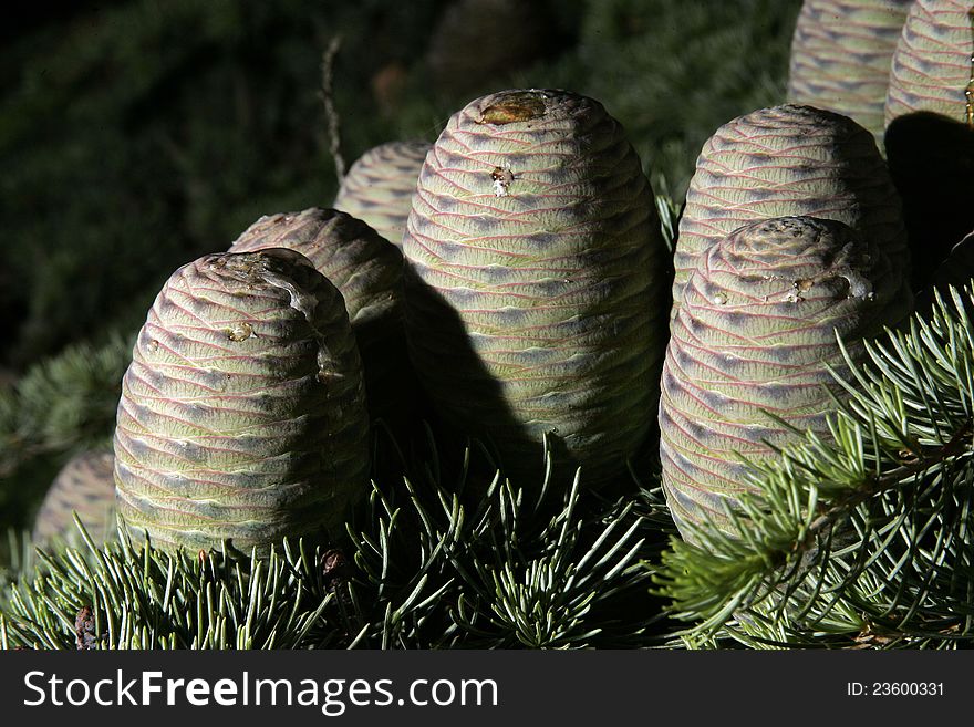 Big  pine cones on tree in  forest ,travel Europe.