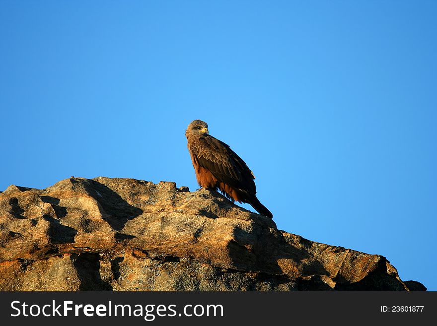 Madagascarâ€™s eagle sitting on the rock waiting for prey