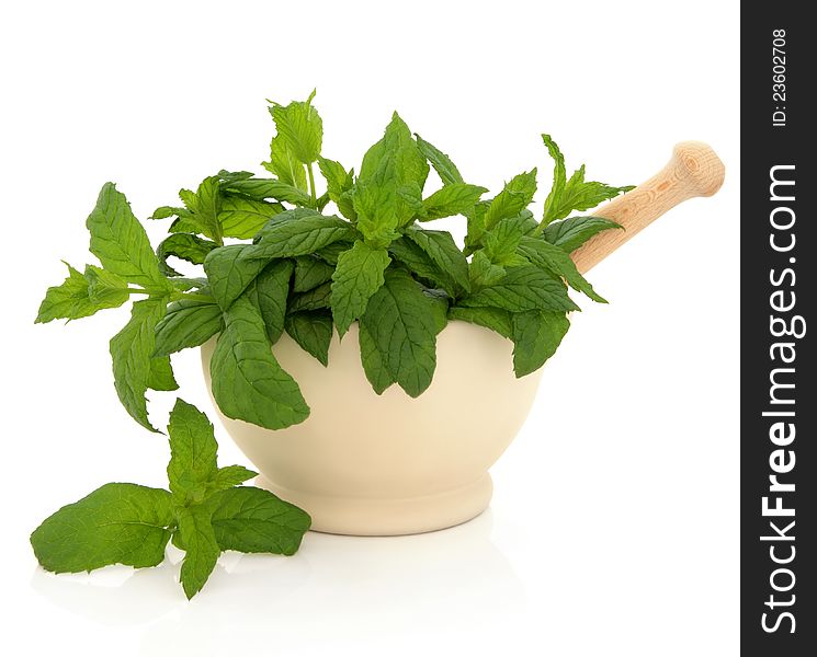 Mint herb in a cream stone mortar with pestle over white background. Mint herb in a cream stone mortar with pestle over white background.
