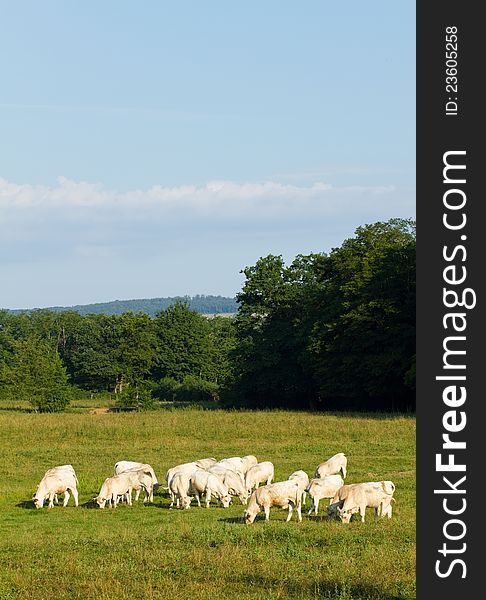 Landscape with Cows in Burgundy, France. Landscape with Cows in Burgundy, France