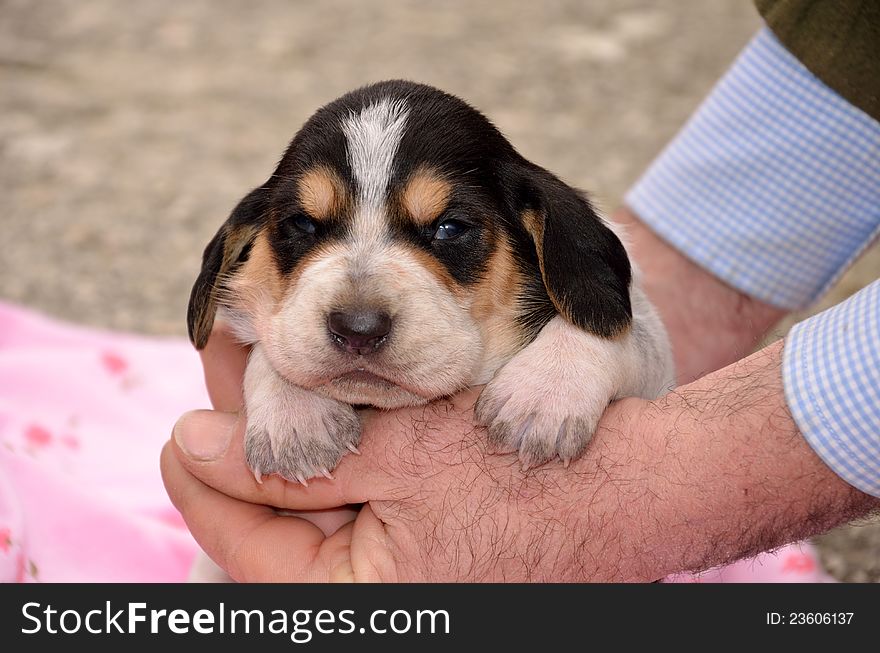 Portrait of tricolor cute puppy