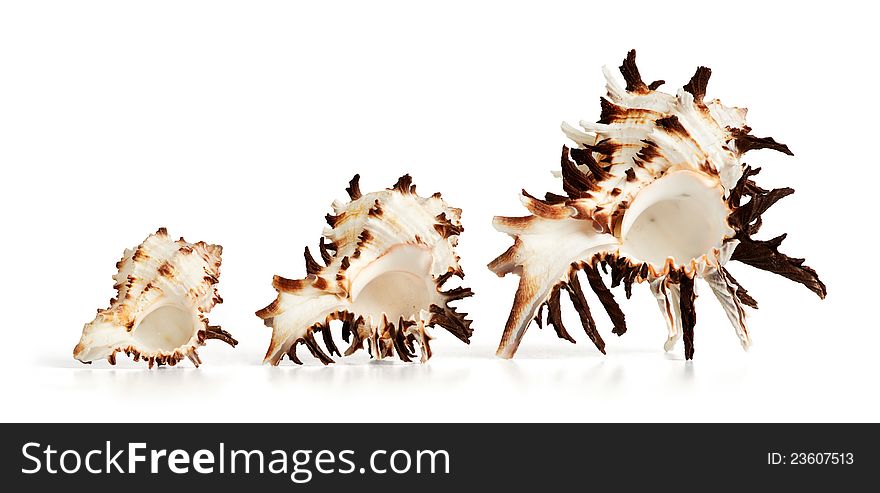 Shells of purple snail called as Murex Cichoreus. Clipping path is included. Shells of purple snail called as Murex Cichoreus. Clipping path is included.