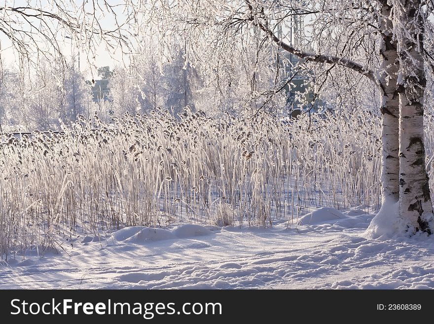 Winter Lake With Frozen Reed